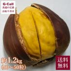 ���܂��͌F�{�Y �I �ۂ낽�� ��1.2kg 2�`3L 40�`50�� 9����{�`9�����{���o�� �������� ���Y ���� �ʕ� �������� ����y �ȒP �{ �Y�n���� �M�t�g ������