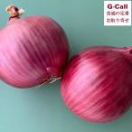  Hokkaido . хорошо . производство красный лук репчатый красный I 5kg 9 месяц последняя декада ~2026 год 1 месяц сверху . отгрузка Kyushu * Okinawa доставка отдельно сырой еда лук репчатый овощи .... прямая поставка от производителя ваш заказ шар лук порей редкий товар вид 