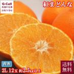 愛媛産 紅まどんな 青秀 2L 12玉 2.5kg 11月下旬〜12月中旬出荷 送料無料 果物 フルーツ 柑橘 みかん 蜜柑 季節限定  ギフト 贈答 産地直送 お取り寄せ