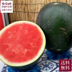 訳あり! 種無し大黒スイカ むらかみ農園 種無し大黒スイカ ブラックジャック 1玉 3L 約6〜7kg 送料無料 8月上旬から8月中旬発送 指定不可スイカ 産地直送