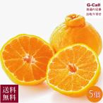 ショッピングデコポン 岡山 晴富 デコポン 5個 11月下旬〜3月下旬出荷 指定日不可 送料無料 柑橘類 柑橘 でこぽん 果物 甘味と酸味 フルーツ 旬 くだもの お取り寄せ 贈答 産地直送