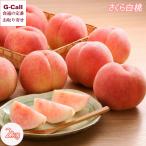  Yamagata префектура производство белый персик Sakura 2kg 6~10 шар J ei....f-z9 месяц сверху .~9 месяц средний . отгрузка указанный день не возможно Kyushu * Okinawa доставка отдельно большой шар высота сахар раз редкий pi-chi ваш заказ прямая поставка от производителя 