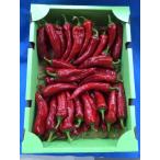  красный десять тысяч . храм перец стручковый 1 кейс Kyoto производство 