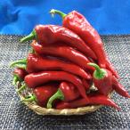  красный десять тысяч . храм перец стручковый 500g Kyoto производство 