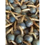 くわい　L 　４kg　広島県産　１ケース