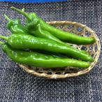  десять тысяч . храм перец стручковый 250g Kyoto производство 