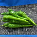  десять тысяч . храм перец стручковый 500g Kyoto производство 