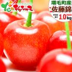 【予約】お中元 北海道 増毛産 さくらんぼ 佐藤錦 1kg (JA共撰/秀品/L/500g×2/手詰め/クール便) 2025 ギフト 贈り物 お礼 お返し 果物 フルーツ お取り寄せ