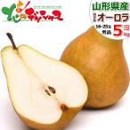 【出荷中】山形県産 西洋梨 オーロラ 5kg (秀品/16玉〜25玉入り) 秋の味覚 洋梨 オーロラ フルーツ 贈り物 贈答 山形県 送料無料 お取り寄せ