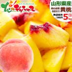 【予約】山形県産 ご家庭用 黄桃 5kg (無袋栽培/13玉〜22玉入り/クール冷蔵便) もも モモ 桃 訳あり ご家庭用 フルーツ 山形県 産地直送 お取り寄せ