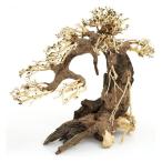 kami - ta вода .BONSAI. лист сосна (. для ..)L