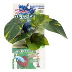  Kotobuki бойцовая рыбка. водоросли подставка модель 