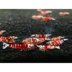  красный fancy Tiger шримс 5 шт (1.0-1.5cm)+α