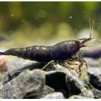 チョコレートシュリンプ３０匹＋α