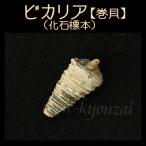 ピカリアFossilSpecime...