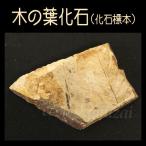 Yahoo! Yahoo!ショッピング(ヤフー ショッピング)木の葉の化石 自然化石 本物 観察 自由研究 夏休み 冬休み 小学生 発掘 野外体験 コレクション Fossil Specimen