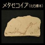 メタセコイア 植物 自然化石 本物 観察 自由研究 夏休み 冬休み 小学生 発掘 野外体験 コレクション Fossil Specimen