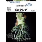 【取寄品】【取寄時、納期１〜2週間】観葉植物　ビカクシダ
