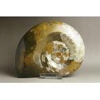 アンモナイト磨き モロッコ産