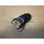 サキシマヒラタクワガタ　♂６９ｍｍ　♀３９ｍｍペア（ブリード）