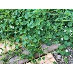 sin роза задний пятно белка белый 24 входить почвопокровные растения .. предотвращение хорошо рассада 