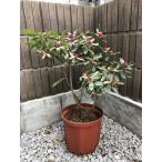 沈丁花 ジンチョウゲ 赤花 8号 三大香