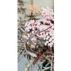  запад niwatoko черный гонки 6 номер 