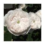 バラ苗2年大株苗マダムアルディオー...