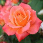  роза рассада 2 год большой АО рассада сияющий reti сияющий rose 4 номер горшок 