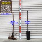 【レディホワイト】 1年生苗 イチジク ※納期指定：発送予定２０２６年１月中旬以降順次または通常発送※ [果樹苗木 無花果 いちじく]