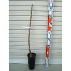 ショッピングさくらんぼ 【佐藤錦】 １年生接木苗 サトウニシキ　サクランボ ※納期指定：発送予定２０２５年１２月中旬以降順次または通常発送※ [果樹苗木　さくらんぼ]