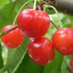 【選抜佐藤錦】 １年�