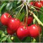 ショッピングさくらんぼ 【紅さやか】 １年生接木苗 ベニサヤカ　サクランボ ※納期指定：発送予定２０２５年１２月中旬以降順次または通常発送※ [果樹苗木　さくらんぼ]