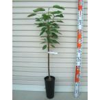 【香夏錦】 接木苗 コウカニシキ サクランボ ※納期指定:発送予定２０２４年１２月上旬以降順次発送予定※ [果樹苗木 さくらんぼ]