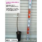 【選抜佐藤錦(軽部系)�