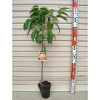 【ちよまる】 接木苗 モモ [果樹苗木・桃・もも]