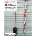 【つきかがみ】 １年生接木苗 モモ ※納期指定：発送予定２０２５年１２月中旬以降順次または通常発送※ [果樹苗木　桃　もも]