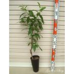 ショッピング桃 【グレートあかつき】接木苗 モモ [果樹苗木・桃・もも]