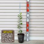 【マンモス】 1年生接木苗 フェイジョア [ふぇいじょあ ガーデンストーリー 果樹苗木]