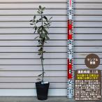 [ Uni -k] рассада фейхоа [..-.* фруктовое дерево саженец * ананас гуава ]