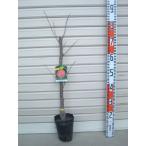 接木苗果樹苗木・すもも・李・スモモ