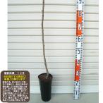 １年生接木苗プルーン※納期指定：発...