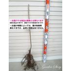 �y�ۂ낽��z �P�N���ږؕc �N�� ���[���w��F�����\��Q�O�Q�U�N�P�����{�ȍ~�����܂��͒ʏ픭���� [�ʎ��c�؁@�I�@����]