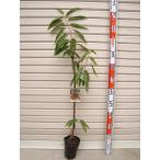 接木苗クリ[果樹苗木栗くり]