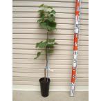 [ выбор .pio-ne]u il s свободный контактный дерево рассада sen Ba-Tsu pio-ne* виноград [ фруктовое дерево саженец *..* виноград ]