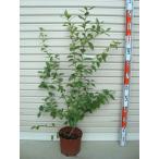 接木苗7号鉢ノーザンハイブッシュ系...