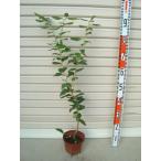 接木苗ノーザンハイブッシュ系・ブル...