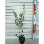 苗ラビットアイ系・ブルーベリー[果...