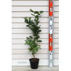 【チャンドラー】 苗 ノーザンハイブッシュ系・ブルーベリー [果樹苗木]