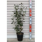 【チャンドラー】 ３年生苗 ６号ポット ノーザンハイブッシュ系・ブルーベリー [果樹苗木]